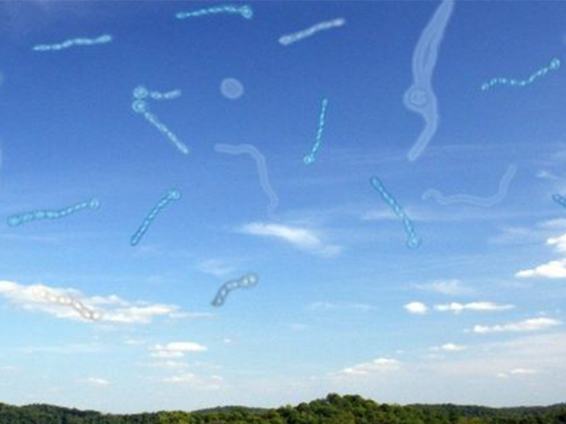 مگس پران چشم